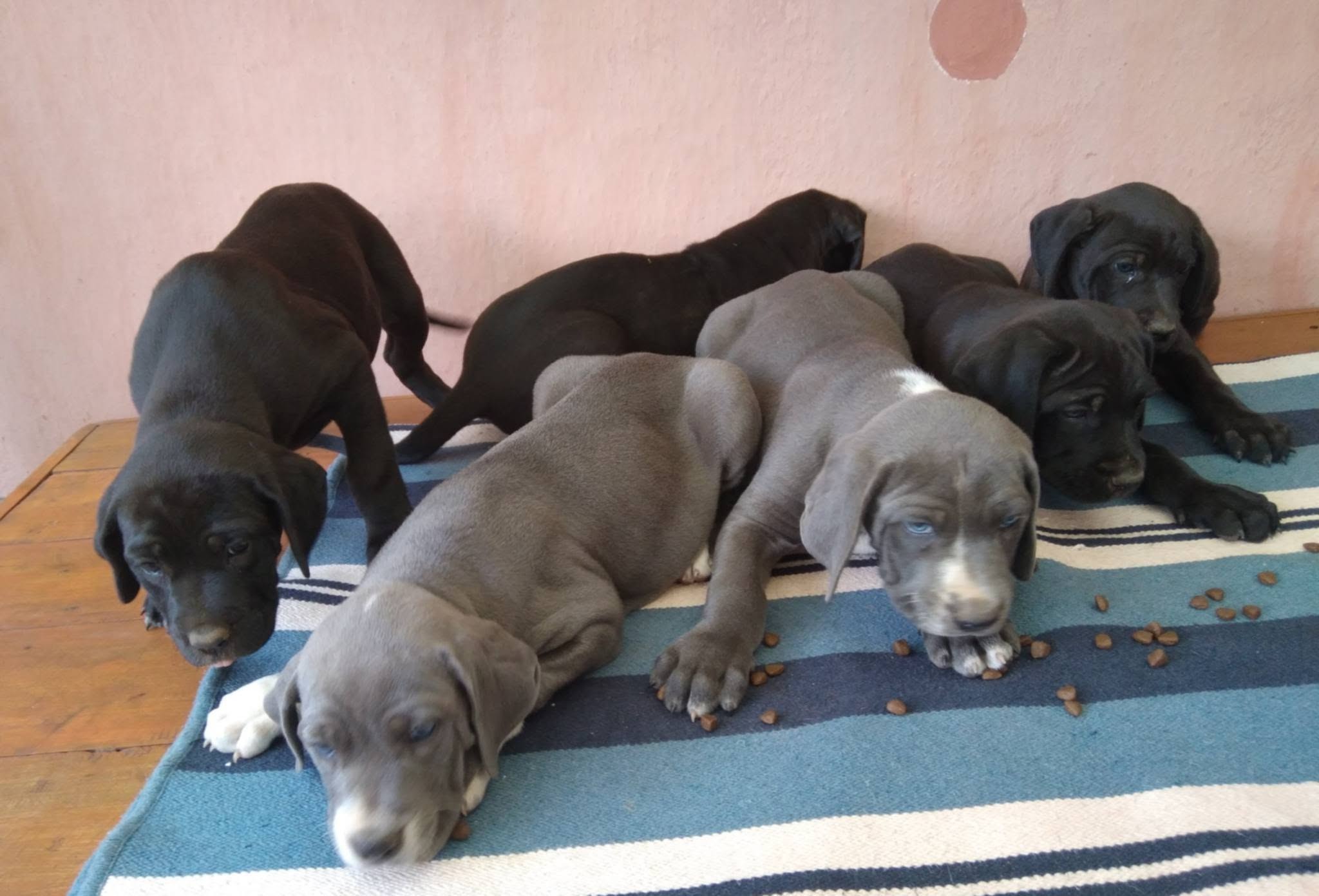 Chiots dogues Allemands de deux mois