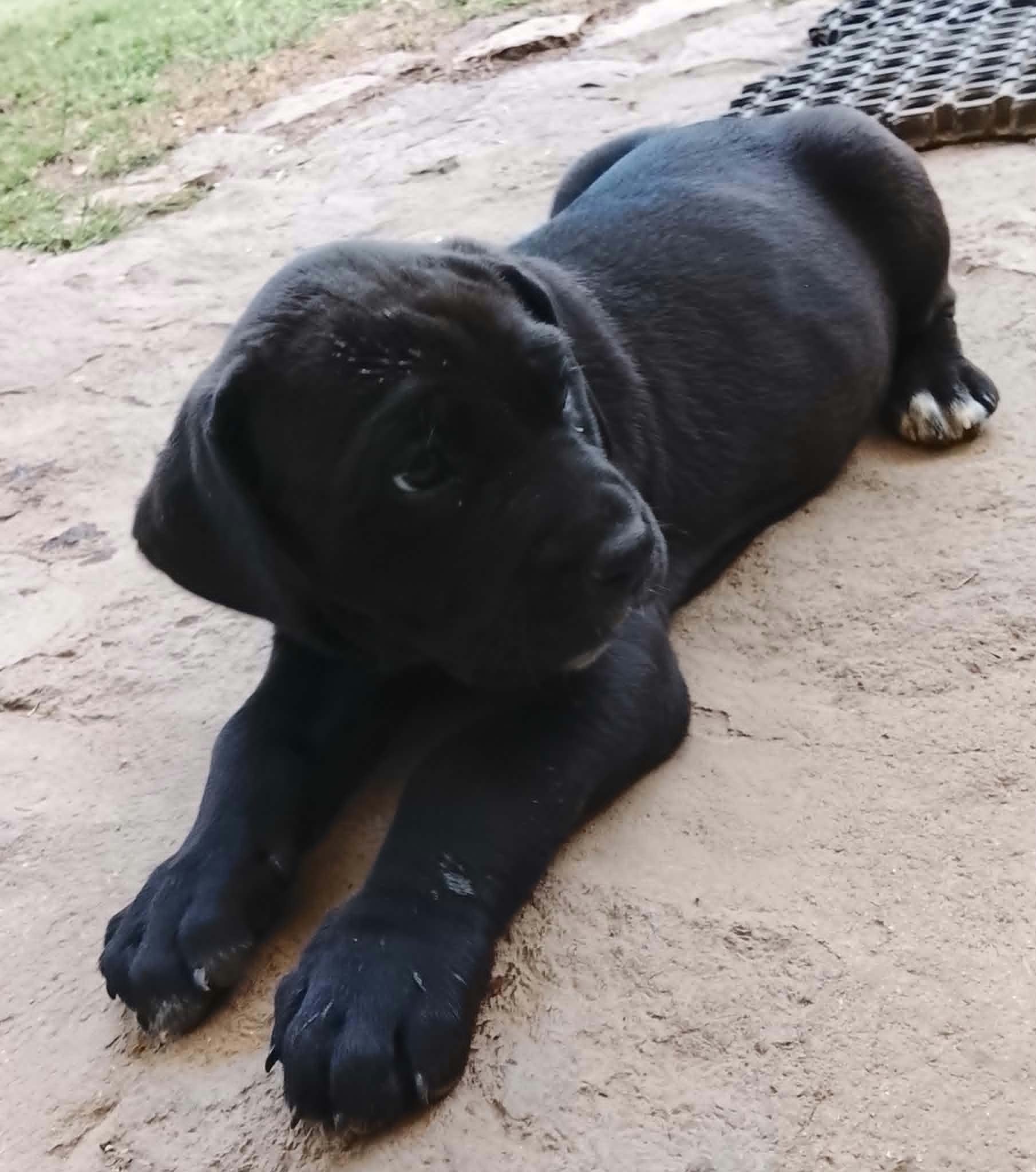 Chiots dogues Allemands de deux mois