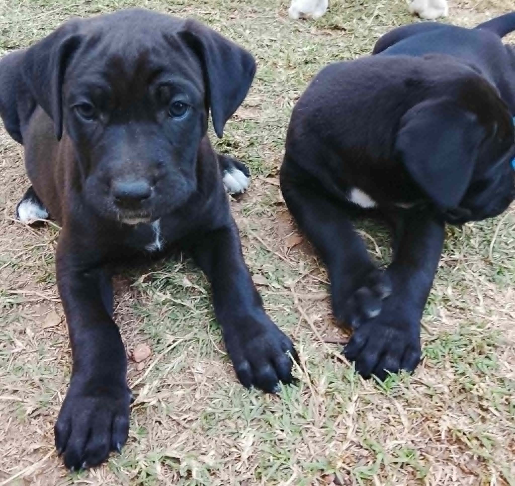 Chiots dogues Allemands de deux mois