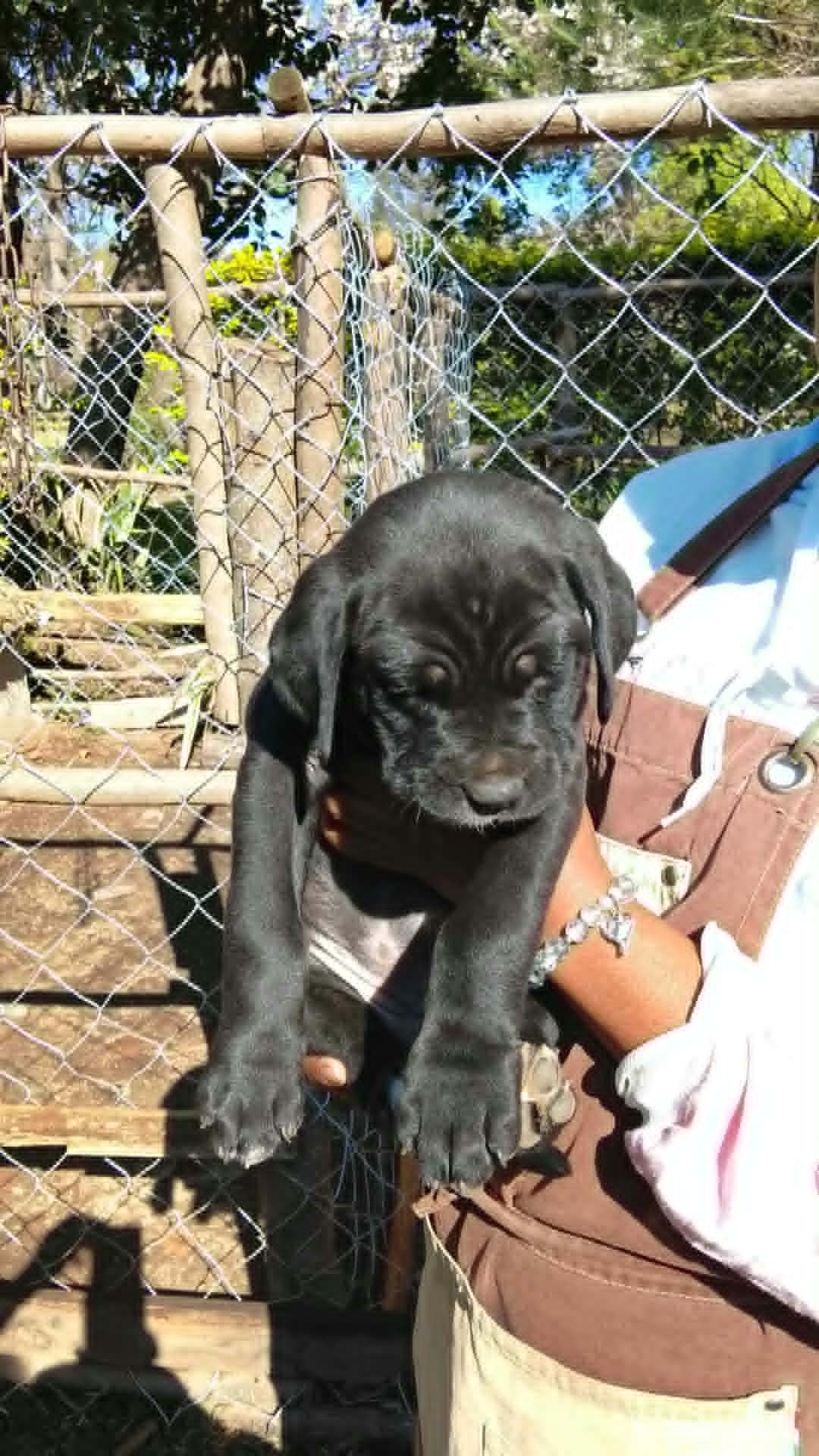 Chiots dogues Allemands de deux mois