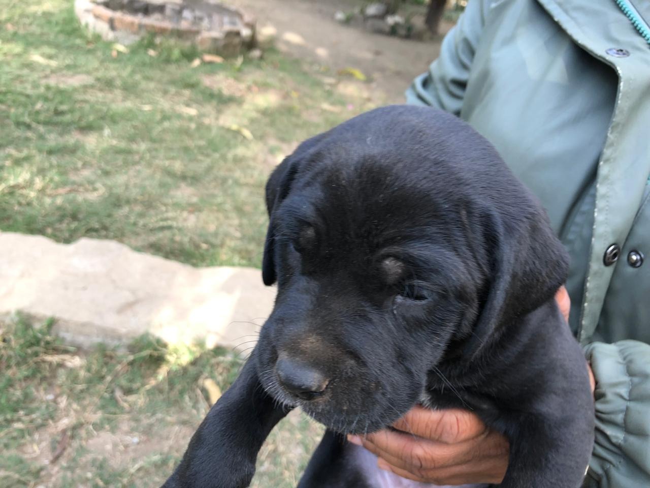 Chiots dogues Allemands de deux mois